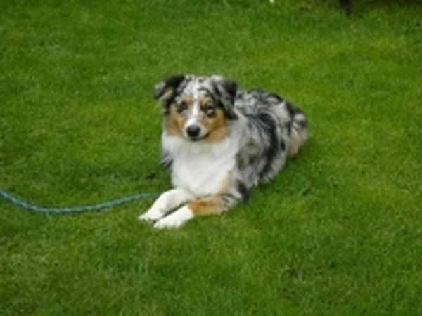 prix dressage chien ariege prix dressage chien ariege