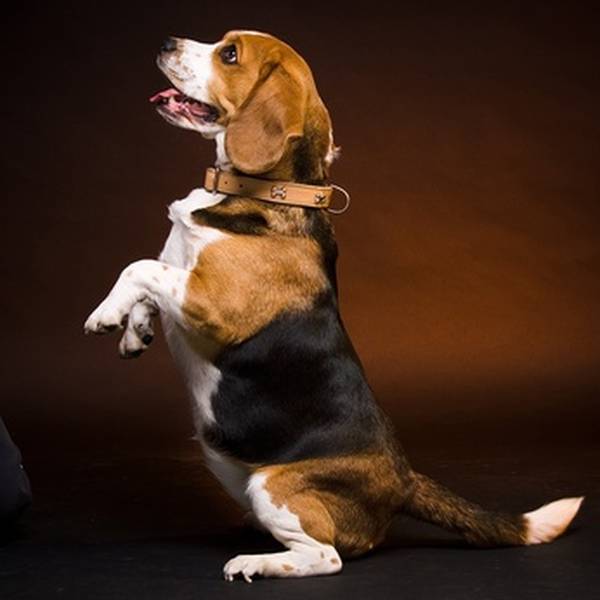 dressage chien berger allemand dressage chien berger allemand