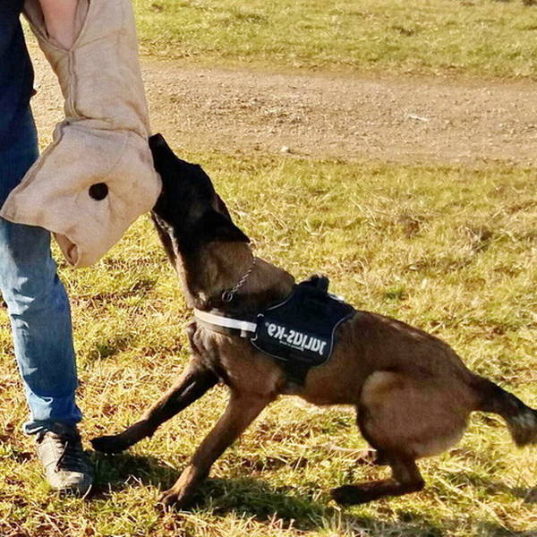 dressage pour chien luxembourg