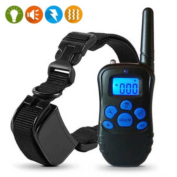 dressage chien verquigneul dressage chien verquigneul