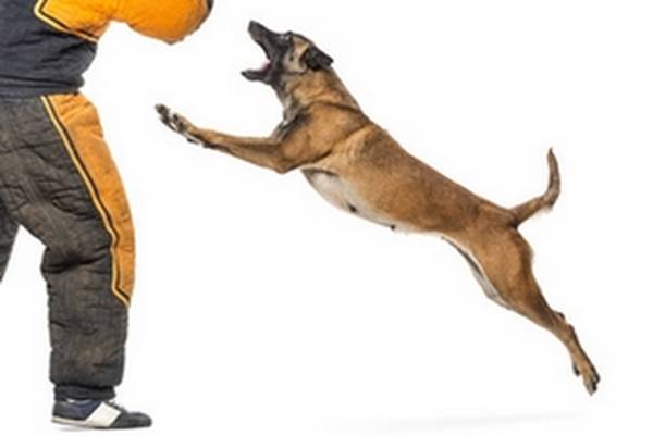 dressage chien combien ca coute