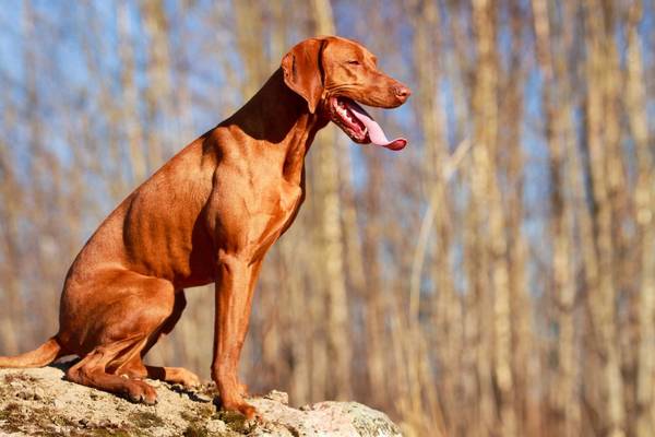 dressage chien rottweiler attaque