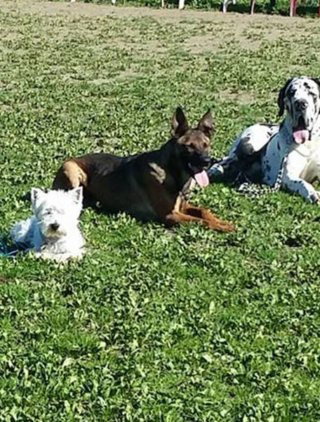 cours de dressage chien chelles