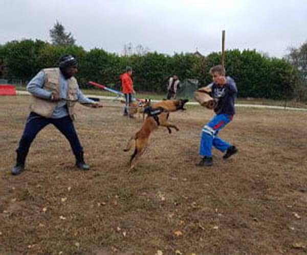 dressage chien berger