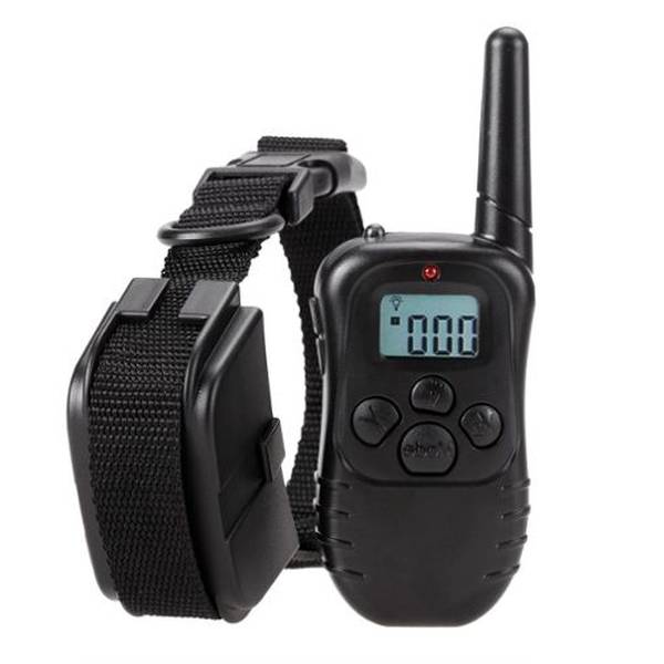 dressage chien gironde