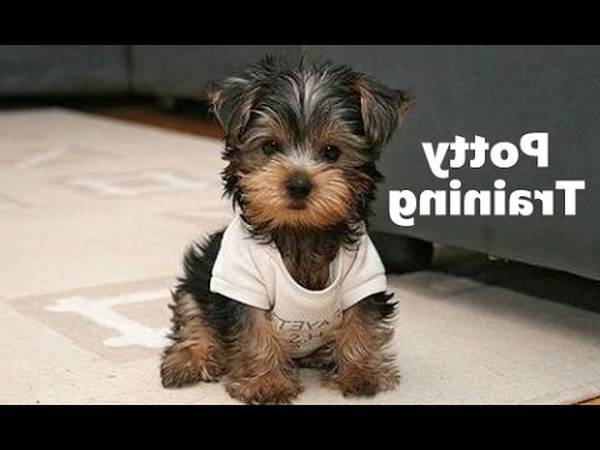 dressage chien en allemand