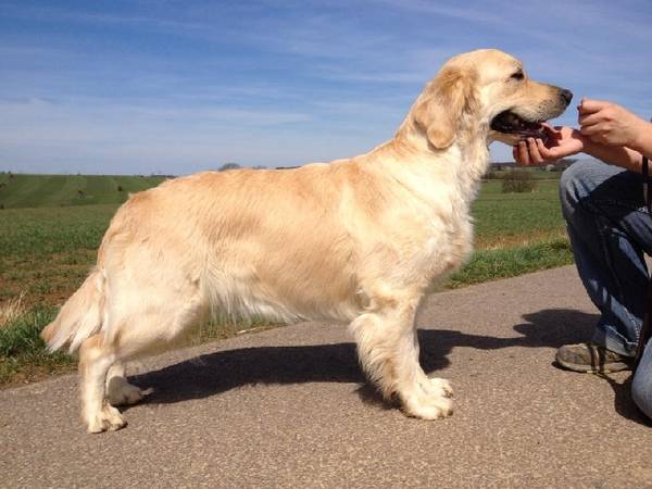 dressage chien chasse rapport gibier