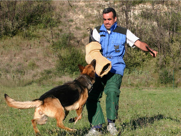 dressage chien de garde en tunisie