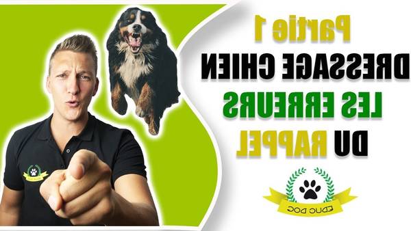 dressage chien domont