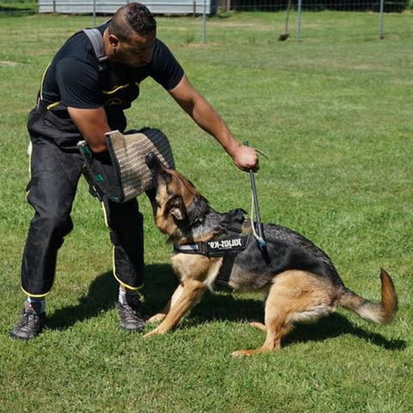 dressage chien lille dressage chien lille