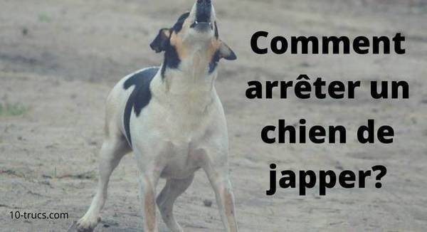 dressage chien de chasse picardie