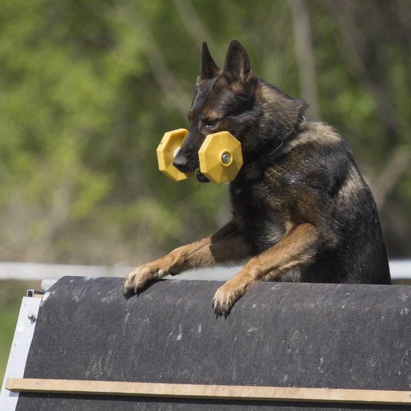dressage chien pontarlier