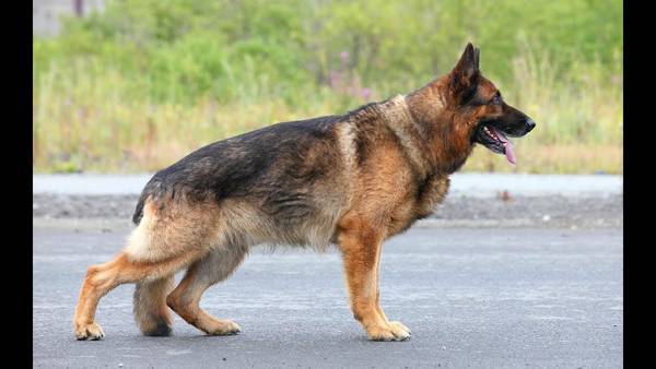 association dressage chien aveugle