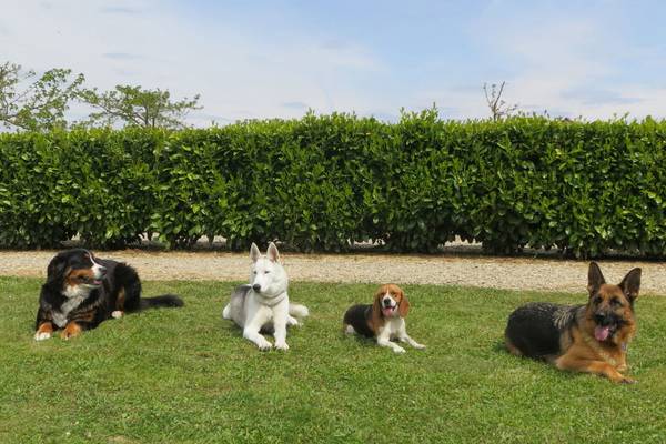 dressage chien ramillies
