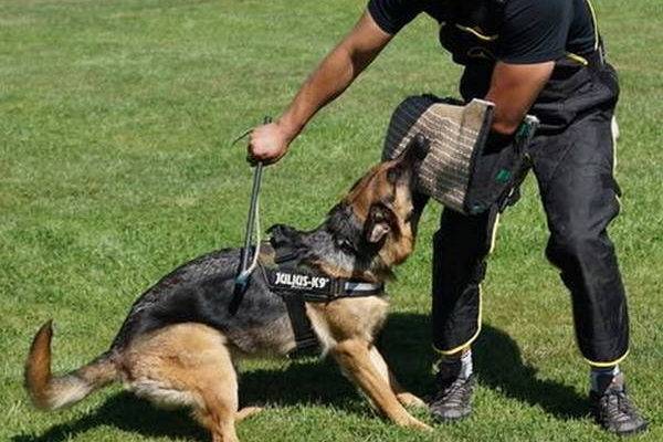 dressage chien thionville