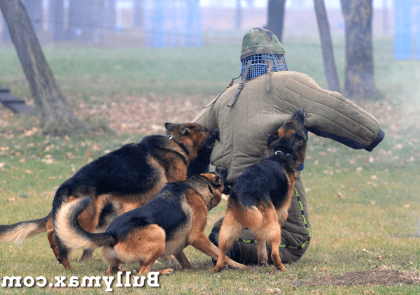dressage chien avec collier etrangleur
