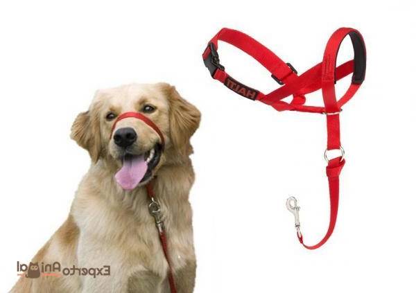 dressage chien la rochelle