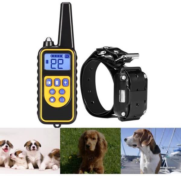 dressage de chien belgique dressage de chien belgique