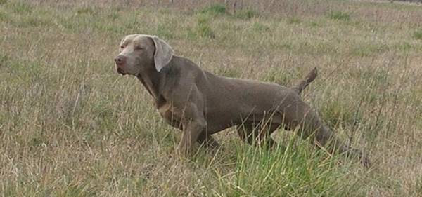 dressage du chien darret