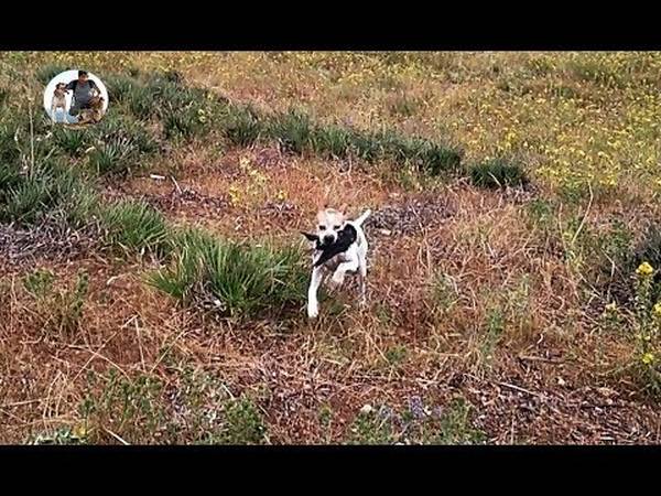 dressage chien joliette