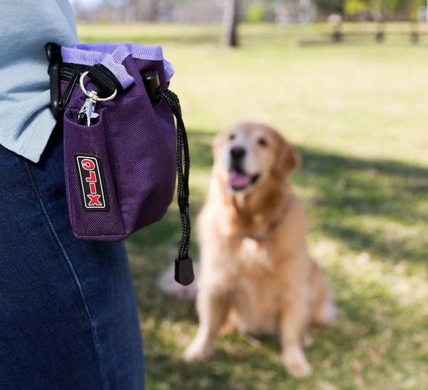 dressage de chien border collie