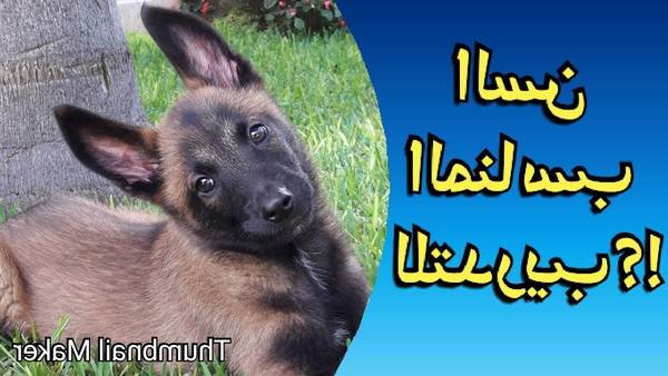 prix dressage chien lorient