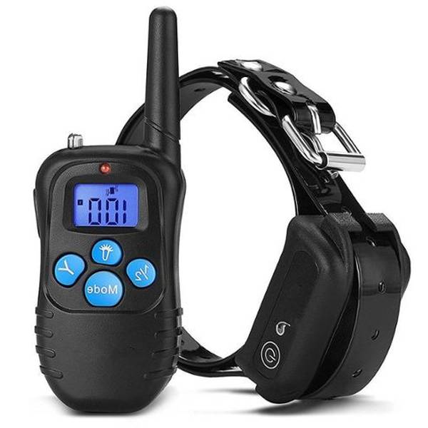 dressage chien lisle adam