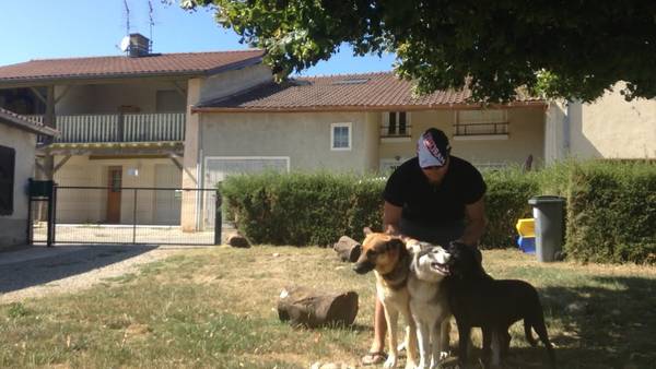 tarif dressage chien laon