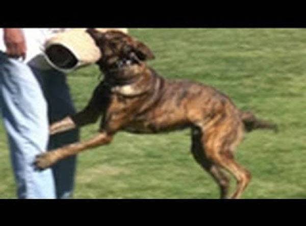 dressage chien maroc prix