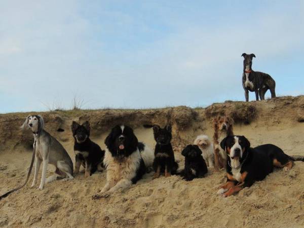 prix dressage chien castelnaudary